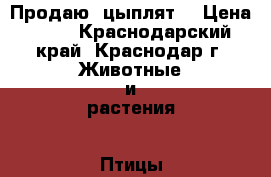 Продаю  цыплят  › Цена ­ 40 - Краснодарский край, Краснодар г. Животные и растения » Птицы   . Краснодарский край,Краснодар г.